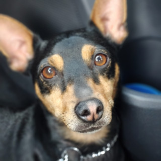 ROCKY | Raza Pinscher Miniatura  | Perdido