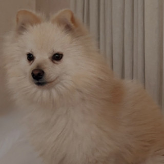Foto de DENJI