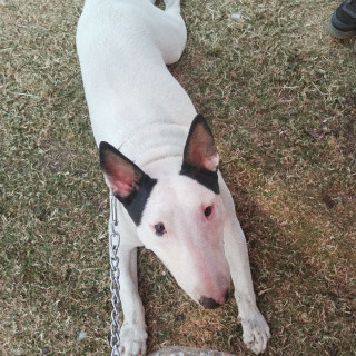 ICE | Raza Bull Terrier Inglés | Perdida