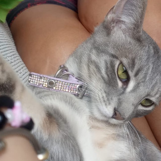 NALA | Raza Doméstico Americano de  Pelo de Alambre | Perdida