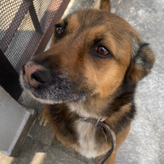 DEVA | Raza Mestiza,  cruza de Pastor Belga Malinois | Perdida