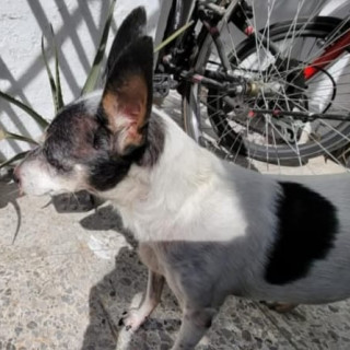 CHILI | Raza Mestiza, cruza de Fox Terrier | Final Feliz