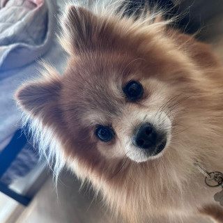 CHOCO | Raza Pomerania | Final Feliz