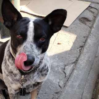  | Raza Mestizo, cruza de Ganadero Australiano  (Blue Heeler) | Final Feliz