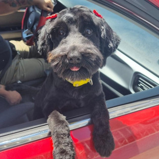 KOKO | Raza Mestiza, cruza de Schnauzer con Poodle,  (Schnoodle) | Perdida