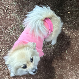 LUKY | Raza Pomerania | Final Feliz
