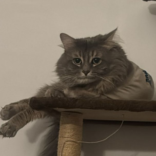 NILO | Raza Doméstico Americano de pelo semilargo | Final Feliz