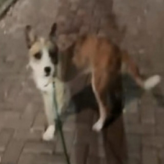  | Raza Mestizo | Encontrado