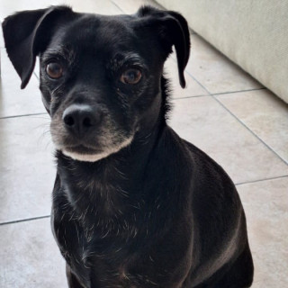 FREYJA | Raza Mestiza, cruza de Pug con Chihuahua | Perdida