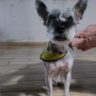  | Raza Schnauzer | Final Feliz