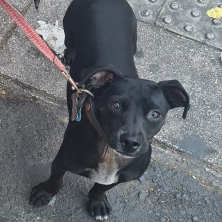 LUNA | Raza Mestiza, cruza de Dachshund o Salchicha | Final Feliz