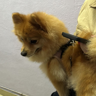 MARLUI | Raza Pomerania | Final Feliz