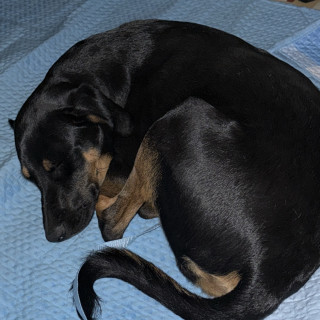 BRUCE | Raza Mestizo | Perdido