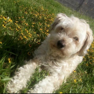 MOKA | Raza Mestiza, cruza de French Poodle con Maltés,  (Maltipoo). | Perdida