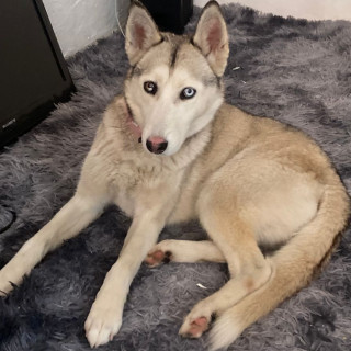 BOTAS | Raza Husky Siberiano | Perdida