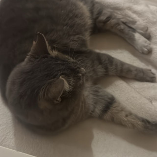 ADOLFA | Raza Doméstico Américano de Pelo Corto | Perdida