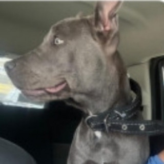 MAVIS | Raza American Pitbull Terrier | Perdida