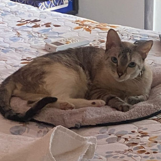 YUNA | Raza Aslan o Siamés moderno, punto tabby | Perdida