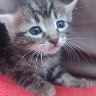 TIGER | Raza Doméstico Américano de Pelo Corto | En Adopción