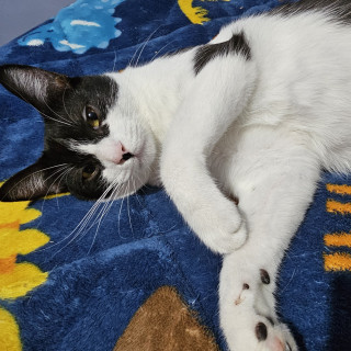 GATITO | Raza Doméstico Américano de Pelo Corto | Perdido