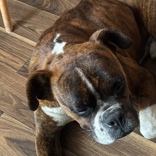  | Raza Bóxer  | Encontrado