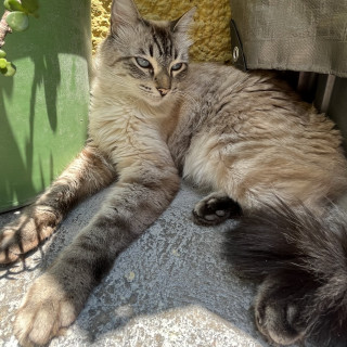 POCH | Raza Balinés punto tabby | Perdido