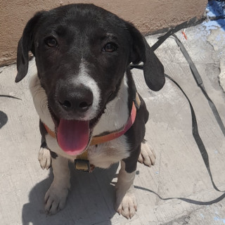  | Raza Mestizo | Encontrado