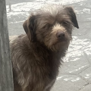  | Raza Mestizo | Final Feliz