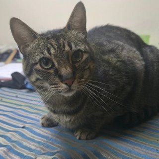 OREO | Raza Doméstico Américano de Pelo Corto | Perdido