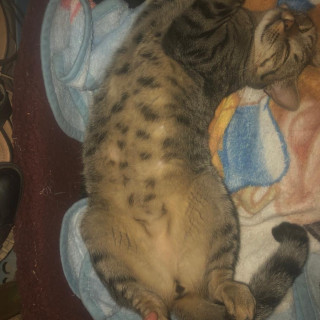 GRIS | Raza Doméstico Américano de Pelo Corto | Perdida