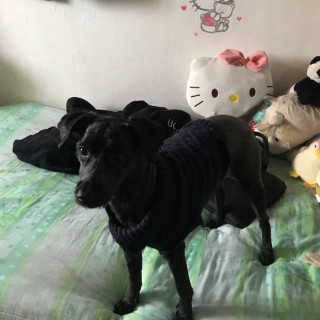 HAVIVI | Raza Mestiza | Perdida