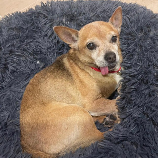 PULGA | Raza Chihuahua | Perdido