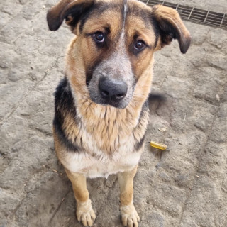 PETER | Raza Mestizo, cruza de Pastor Alemán | Perdido