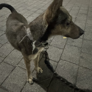  | Raza Mestizo, cruza de Chihuahua | Encontrado