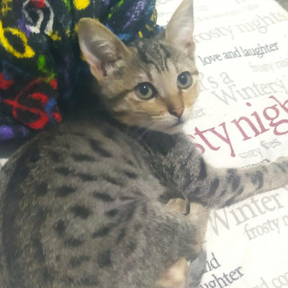 HERMOSO GATITO | Raza Doméstico Américano de Pelo Corto | En Adopción