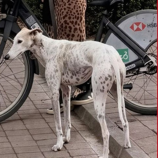 OLIVIA | Raza Galgo Inglés o Greyhound | Perdida