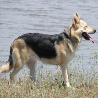 KIRA | Raza Mestiza, cruza de Pastor Alemán con Husky Siberiano | Final Feliz