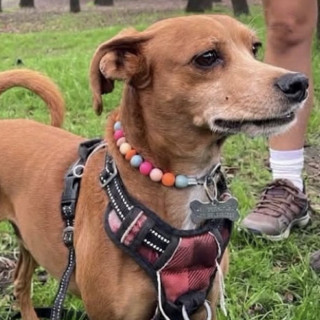 Foto de COQUI