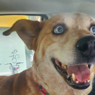 BONITA | Raza Ganadero Australiano Red Heeler | Final Feliz