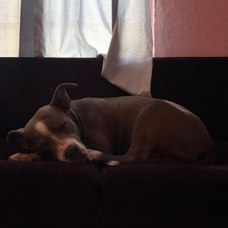 DOBY | Raza American Pitbull Terrier | Perdido