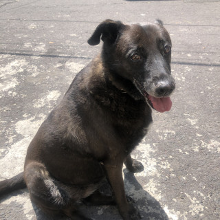 Foto de NEGRA