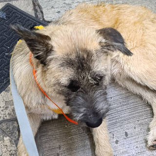  | Raza Mestizo | Encontrado