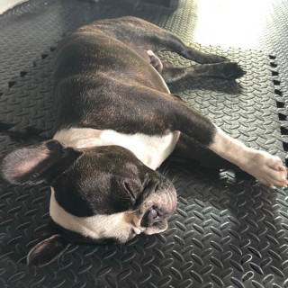 BRUNO | Raza Bulldog Francés  | Final Feliz