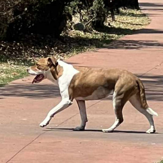 ÁMBER | Raza American Pitbull Terrier | Perdida