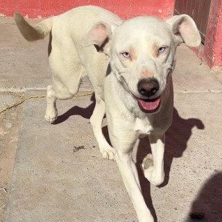 Foto de LUNA