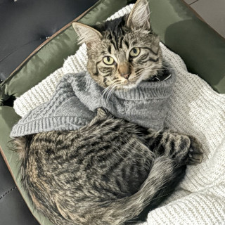 GIZMO | Raza Doméstico Américano de Pelo Corto | Perdido