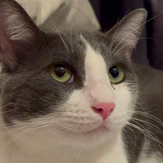 DANTE | Raza Doméstico Américano de Pelo Corto | Perdido