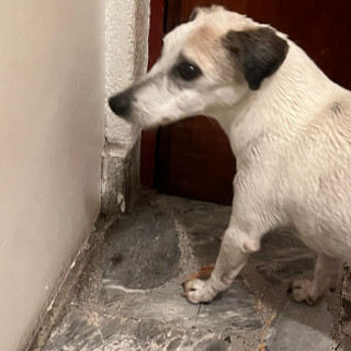  | Raza Mestiza, posible cruza de Jack Russell Terrier | Final Feliz