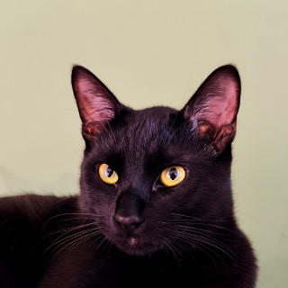 GIN | Raza Bombay | Final Feliz