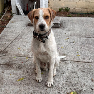  | Raza Mestizo | Encontrado